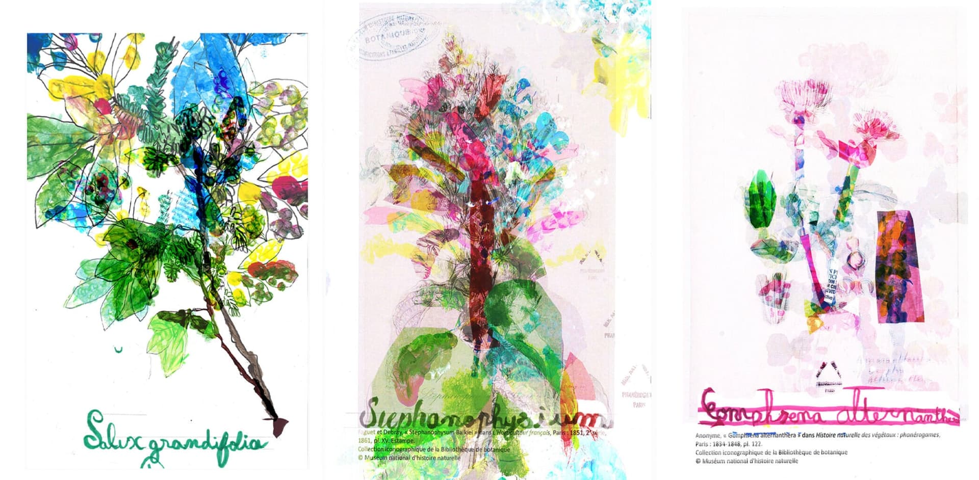 Série de créations botaniques contemporaines aux superpositions colorées et organiques